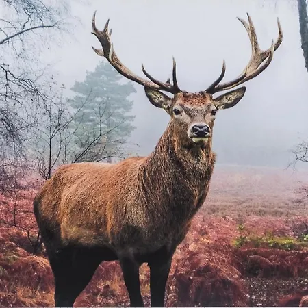 Bialy Jelen Z Basenem I Jacuzzi