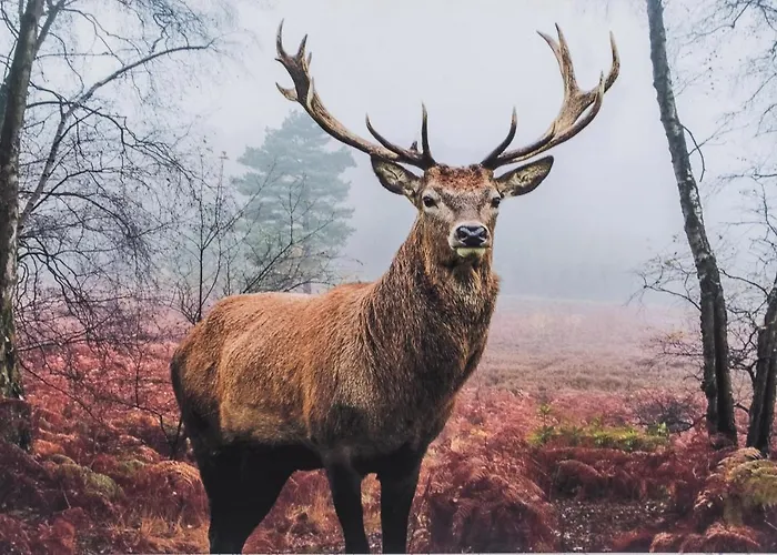 Bialy Jelen Z Basenem I Jacuzzi